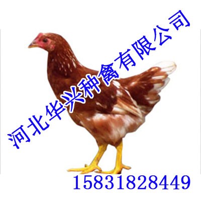 重庆青年鸡【华兴种禽】青年鸡厂家图1