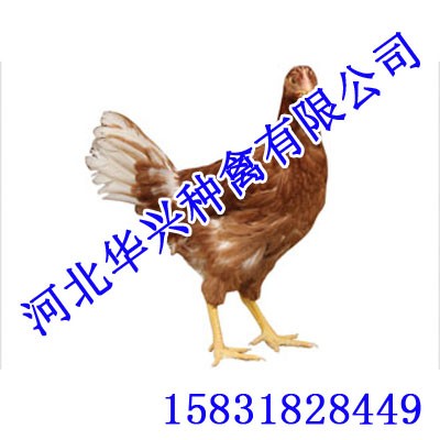辽宁青年鸡【华兴种禽】青年鸡厂家图1