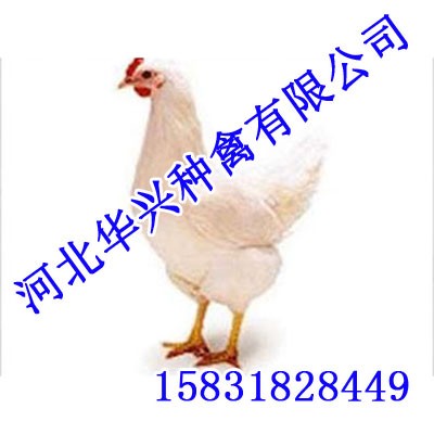 河北青年鸡【华兴种禽】青年鸡厂家图1